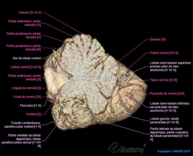 hemispheres-of-cerebellum-vermis-en_imagelarge
